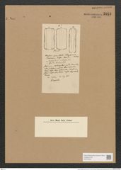 Amphora parallela Floeg. (de-Toni-Nr.: Genus 36, Species 1528) Zeichnungen Sammlung Grunow Nr. 2951 (NHMW-BOT-W0370305)